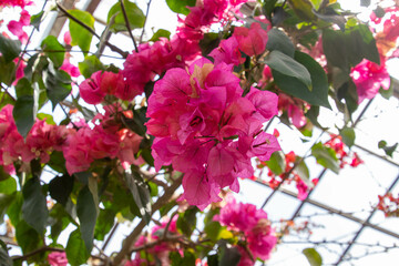 色鮮やかなブーゲンビリア