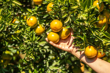  Woman gardening hand picking an ripe orange from tree.
