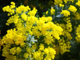 百合が原公園のギンヨウアカシア