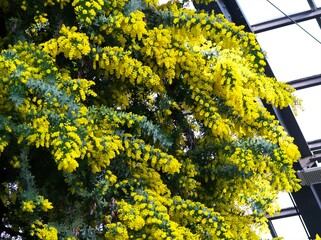 百合が原公園のギンヨウアカシア