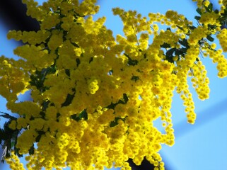 百合が原公園のギンヨウアカシア