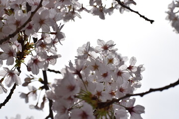 Obraz premium 桜, 花, 全盛期, サクランボ, 春, 自然, 開花, ピンク, 咲く, 花, すごい, sakura, 美しさ, 花見, 植物, 季節, 空, 庭, 全盛期, 日本, フローラル, つぼみ, さくら