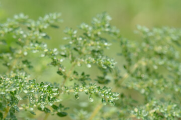 Obraz premium Water droplets on the fern in the morning ,select focus.