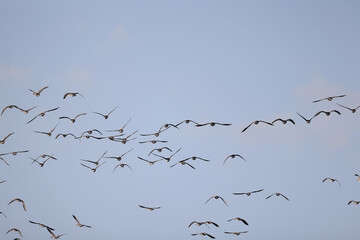 geese flock against the sky freedom wildlife birds