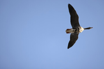 geese flock against the sky freedom wildlife birds