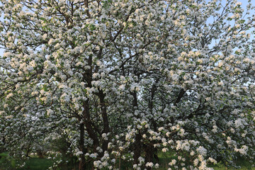 Fototapeta premium blooming apple orchard spring background branches trees flowers nature