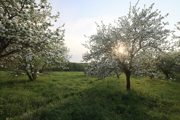 Obraz na płótnie Canvas blooming apple orchard spring background branches trees flowers nature