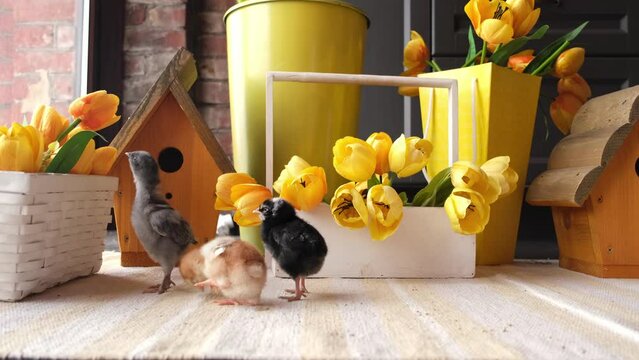 Multi-colored chickens gathered near yellow tulips. Cute Easter picture, background. Chickens try to peck at flower petals. Easter background