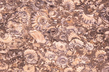 Limestone with imprints of ammonites. Jurassic period. background, texture Soft focus selective focus