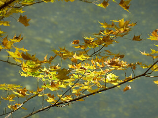 Autumn forest. Yellow foliage.