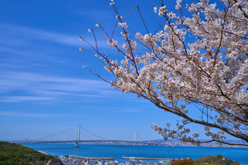 兵庫県の本州と淡路島に架かる明石海峡大橋を桜越しに見る