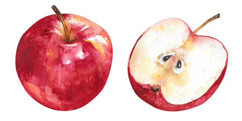 Watercolor apple. Ripe red apple cut in half