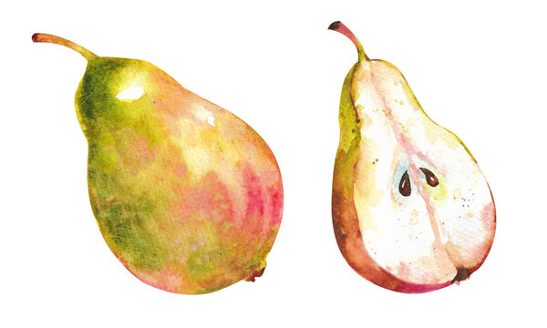 Watercolor pear. Ripe yellow pear cut in half