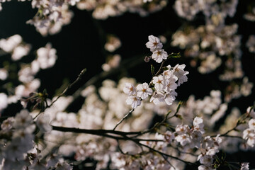 밤에 찍은 흰 벚꽃