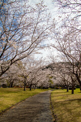 Fototapeta na wymiar 春の綺麗な桜