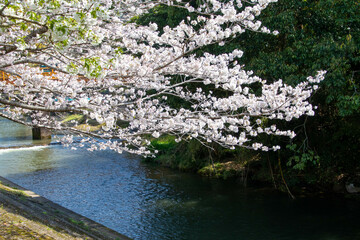 Obraz na płótnie Canvas 春の綺麗な桜