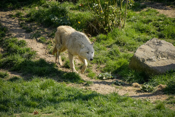 Naklejka na ściany i meble view of an arctic wolf in a park