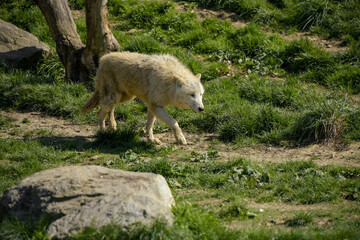 Obraz na płótnie Canvas view of an arctic wolf in a park