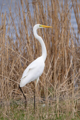 White egret ardea alba standing in natural habitat