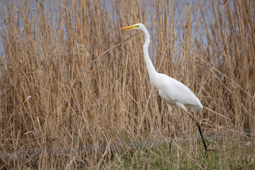White egret ardea alba standing in natural habitat