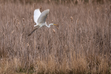 White egret ardea alba flying over reed natural habitat