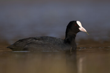 Eurasian coot Fulica atra swimming Common coot duck on water close up