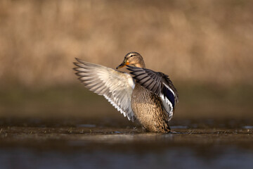 Mallard Anas platyrhynchos spread wings on lake natural habitat
