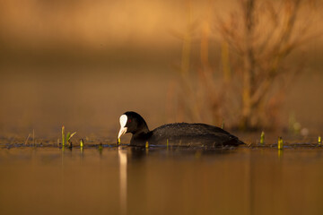 Eurasian coot Fulica atra swimming Common coot duck on lake