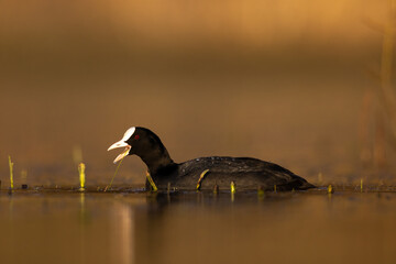 Common coot Fulica atra swimming Eurasian coot duck on lake close up