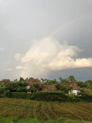 rainbow in the morning after rain with ricefield view