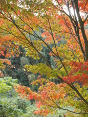 紅葉