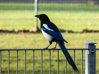 Magpie stay on metal fence