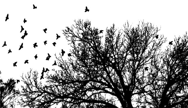 Realistic illustration with silhouettes of three birds - crows or ravens sitting on tree branch without leaves and flying, isolated on white background - vector