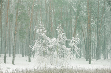 winter forest in the snow with pines and firs and falling snow