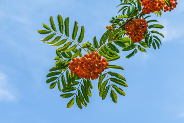 Bottom view of bunch of ripe Sorbus aucuparia fruit isolated on blue sky background. Fresh tree branch with orange berries and green leaves - obrazy, fototapety, plakaty