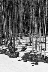 Black-and-white concept of a spring thaw with many trees with narrow trunks and melting snow