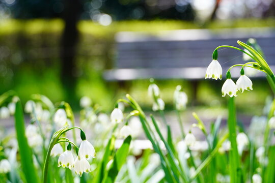スノーフレーク Images Browse 3 545 Stock Photos Vectors And Video Adobe Stock