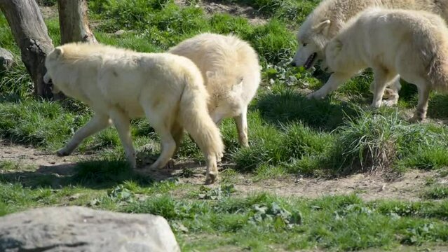 view of an arctic wolf in a park