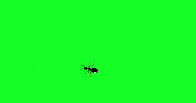 Black Ant. One ant quickly crawls across green screen. Invasion of hordes ants. Ant movement trajectory in flat style, change of direction. Loop seamless background. 4K Video motion graphic animation