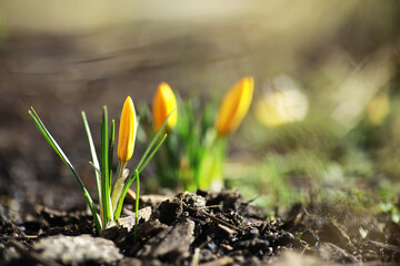 White and yellow crocuses in the country in the spring. Bright spring flowers. Fresh joyous plants bloomed. The young sprouts.