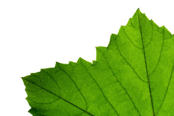 Half green leaves, close-up style, white screen