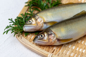 新鮮な鮎