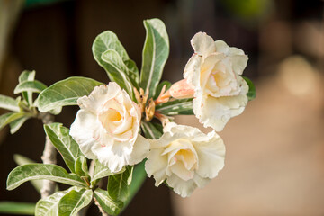 Obraz na płótnie Canvas White azalea flowers in pots.