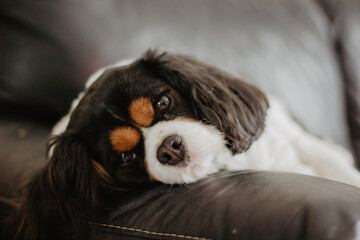 black and white dog