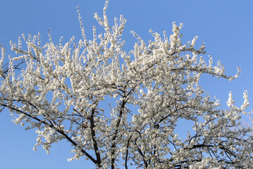 Blooming tree in spring with shallow depth of field

