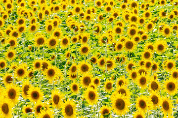 field of beautiful golden sunflowers