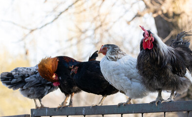 Roosters and hens line up at the top of the metal fence © Maria