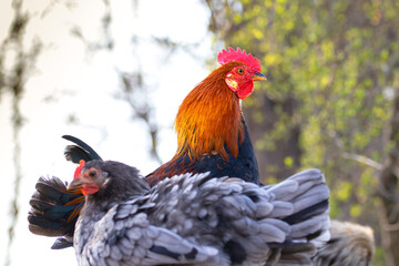Portrait of big colorful rooster over out of focus background