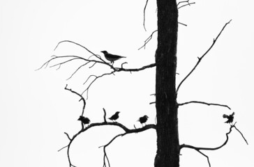 Black and white silhouette of birds on the tree branch  on white background