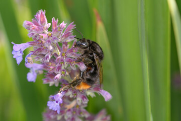 Red-tailed bumblebee pollinates catmint - Nepeta
